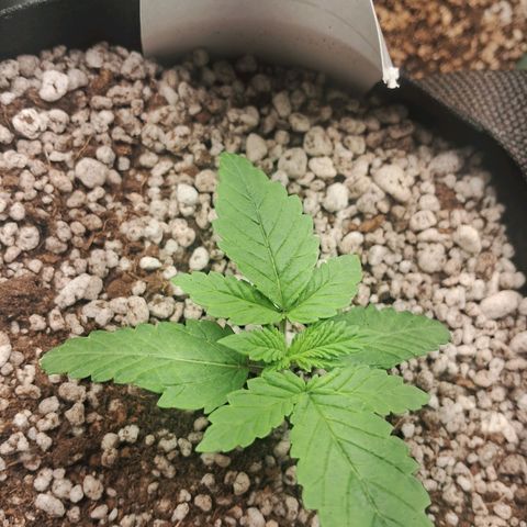 Amnésia  growlog timeline photo