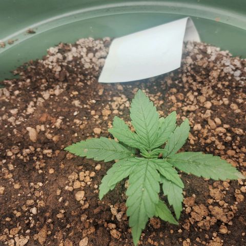 Amnésia  growlog timeline photo