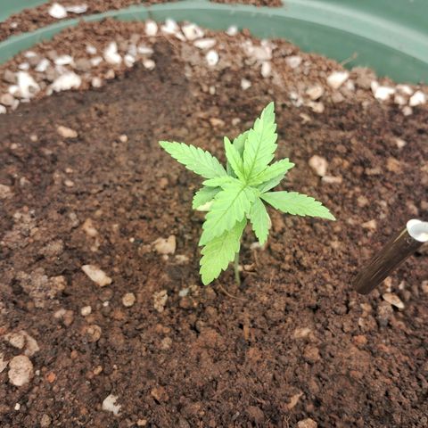 Amnésia  growlog timeline photo