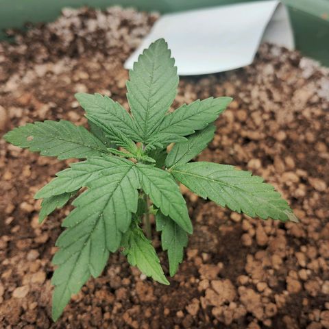 Amnésia  growlog timeline photo