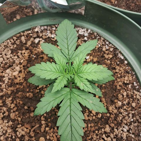 Amnésia  growlog timeline photo