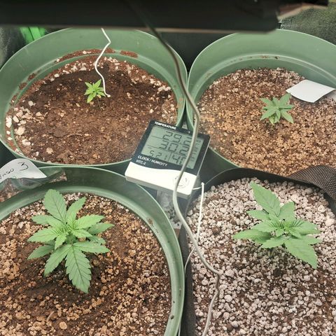 Amnésia  growlog timeline photo