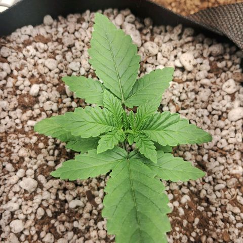 Amnésia  growlog timeline photo
