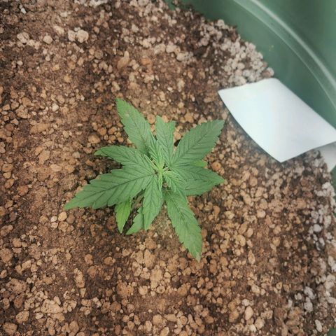 Amnésia  growlog timeline photo