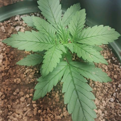 Amnésia  growlog timeline photo