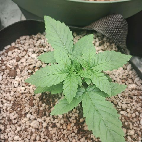 Amnésia  growlog timeline photo