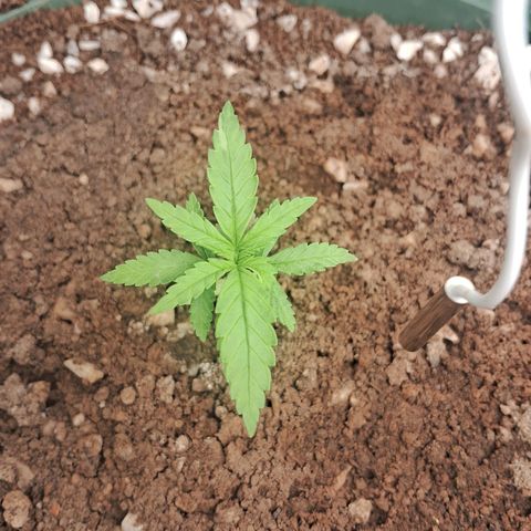 Amnésia  growlog timeline photo