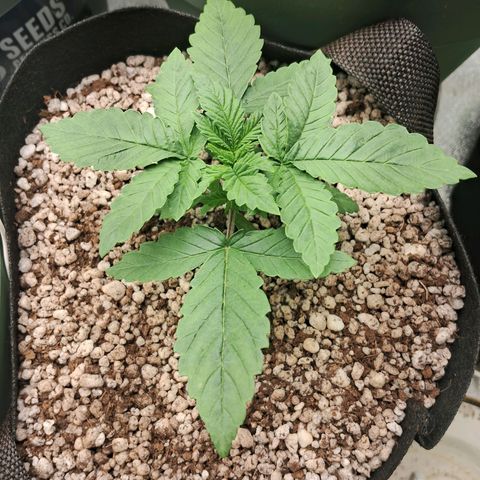 Amnésia  growlog timeline photo