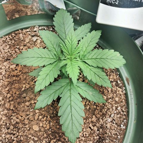 Amnésia  growlog timeline photo
