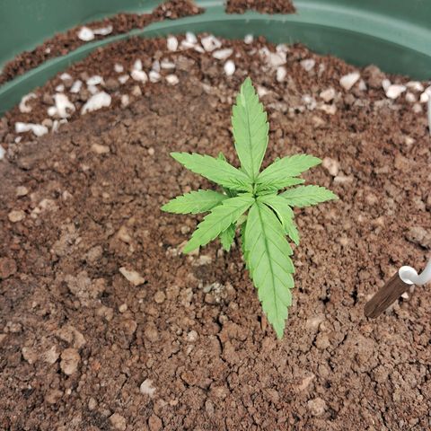 Amnésia  growlog timeline photo