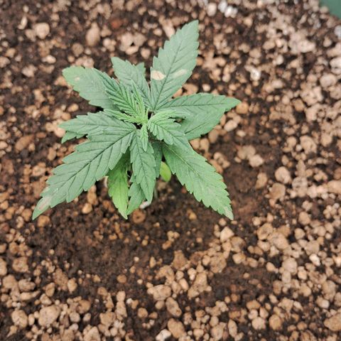 Amnésia  growlog timeline photo