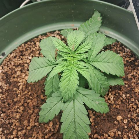 Amnésia  growlog timeline photo