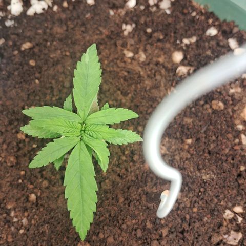 Amnésia  growlog timeline photo