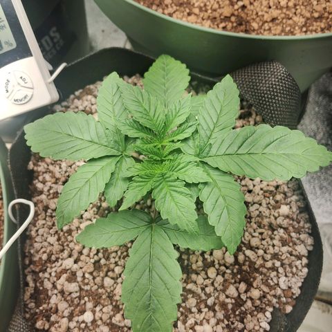 Amnésia  growlog timeline photo