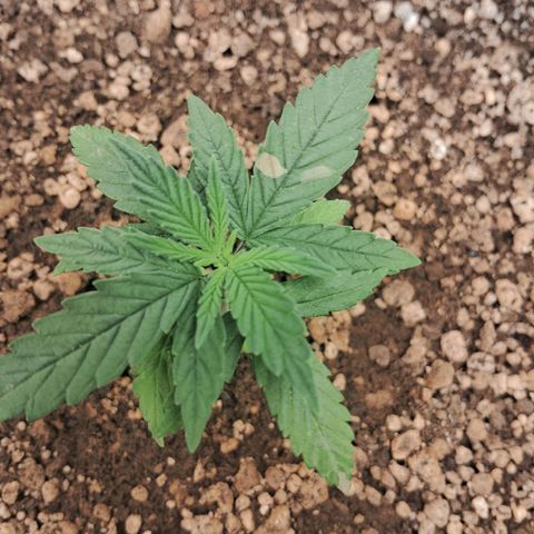Amnésia  growlog timeline photo