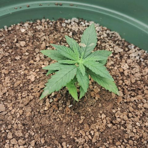 Amnésia  growlog timeline photo