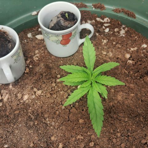 Amnésia  growlog timeline photo