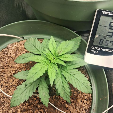Amnésia  growlog timeline photo