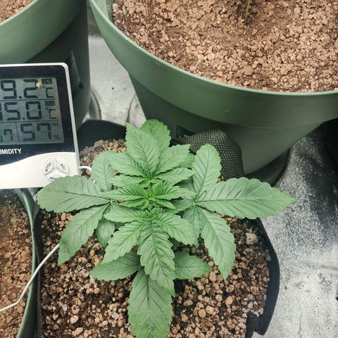 Amnésia  growlog timeline photo