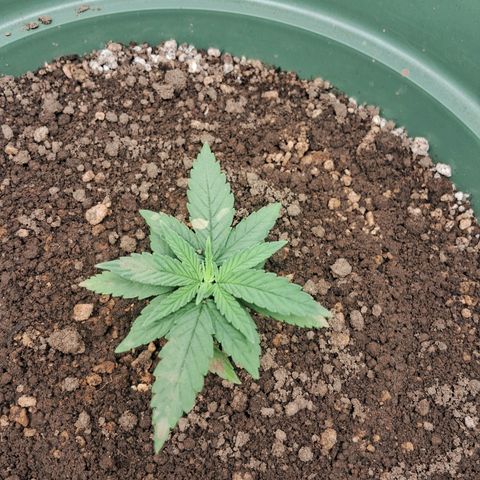 Amnésia  growlog timeline photo