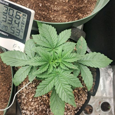 Amnésia  growlog timeline photo