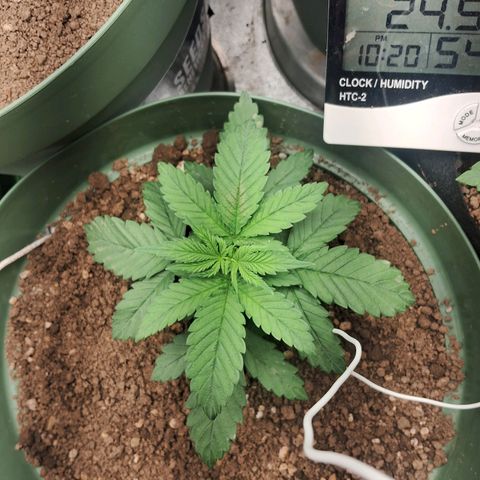Amnésia  growlog timeline photo