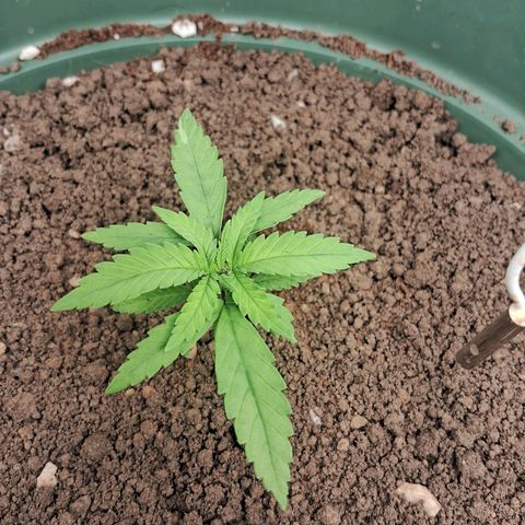 Amnésia  growlog timeline photo