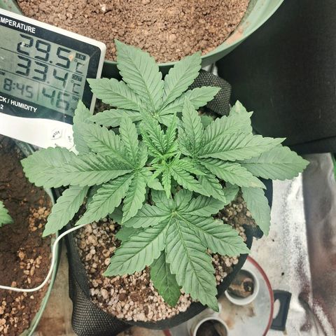 Amnésia  growlog timeline photo