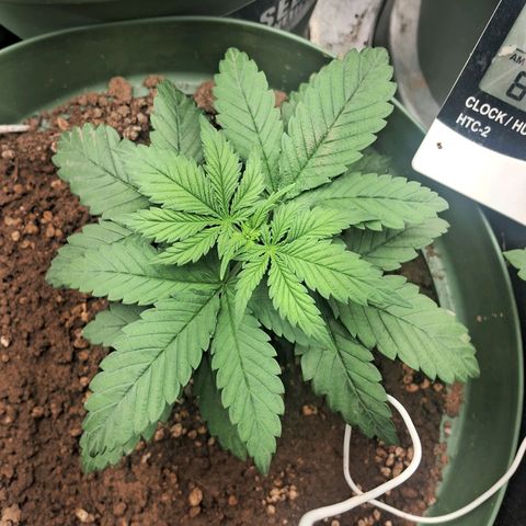 Amnésia  growlog timeline photo