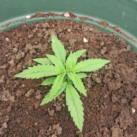 Amnésia  growlog timeline photo