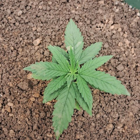 Amnésia  growlog timeline photo