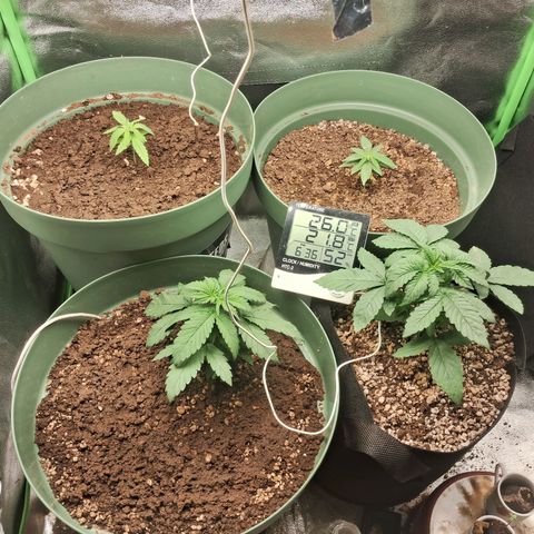 Amnésia  growlog timeline photo