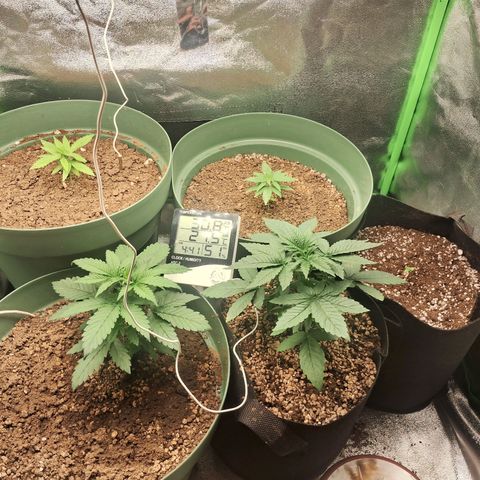 Amnésia  growlog timeline photo