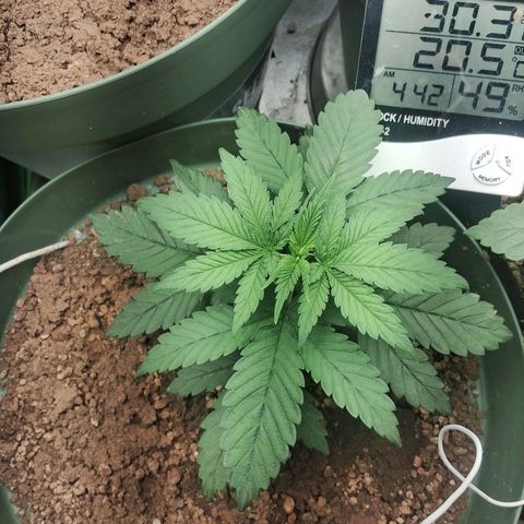 Amnésia  growlog timeline photo
