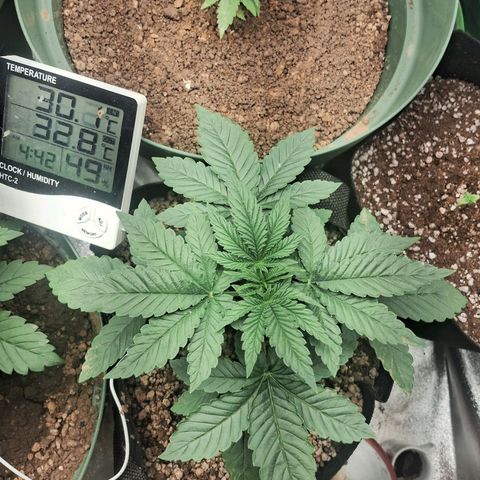 Amnésia  growlog timeline photo