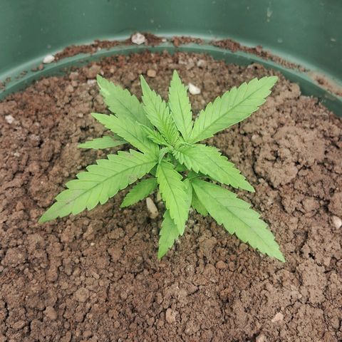 Amnésia  growlog timeline photo