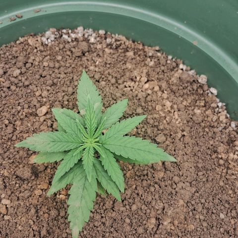 Amnésia  growlog timeline photo