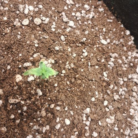 Amnésia  growlog timeline photo