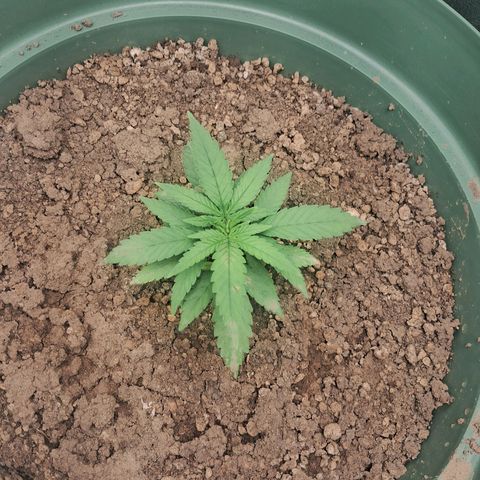 Amnésia  growlog timeline photo