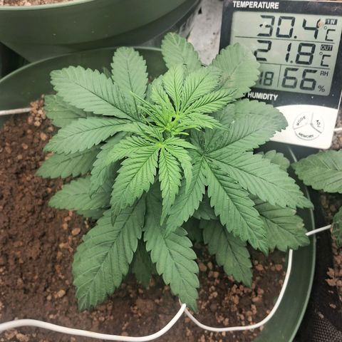 Amnésia  growlog timeline photo