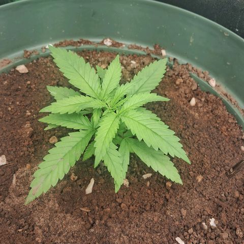 Amnésia  growlog timeline photo
