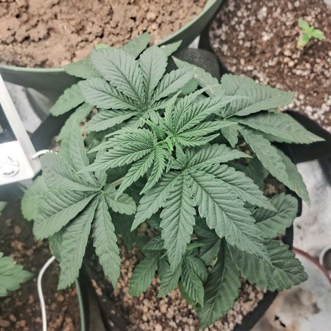 Amnésia  growlog timeline photo