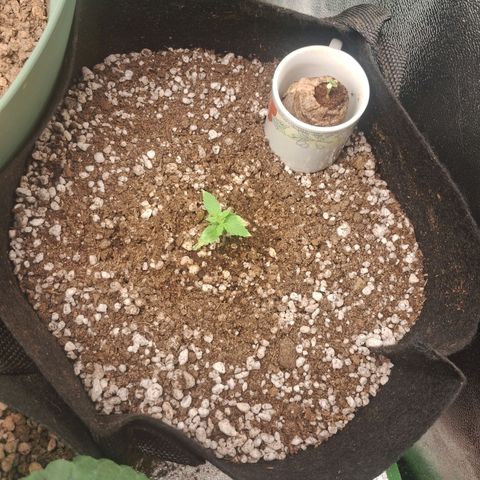 Amnésia  growlog timeline photo