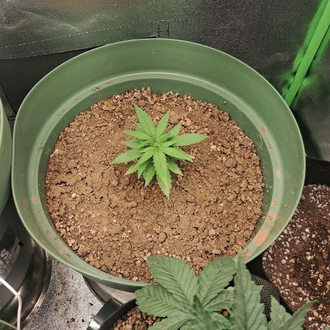 Amnésia  growlog timeline photo