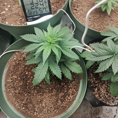Amnésia  growlog timeline photo