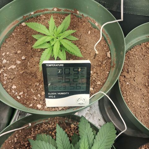 Amnésia  growlog timeline photo