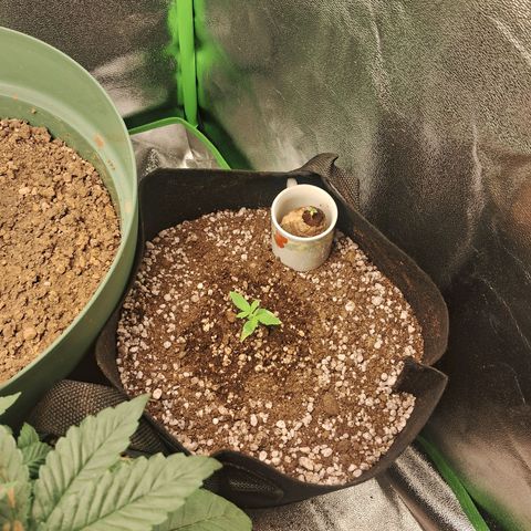 Amnésia  growlog timeline photo