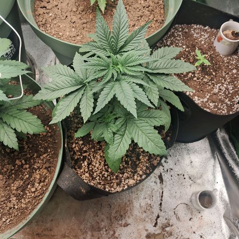 Amnésia  growlog timeline photo