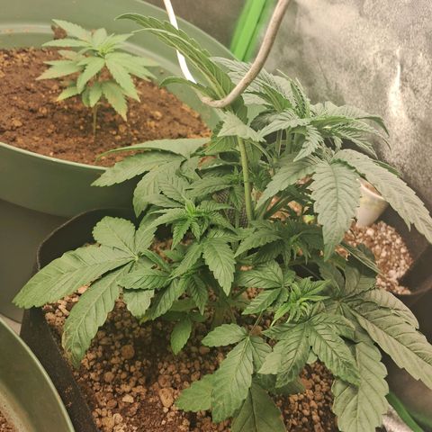 Amnésia  growlog timeline photo