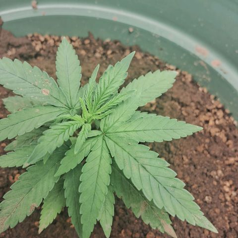 Amnésia  growlog timeline photo